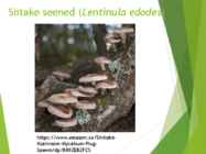 Powerpointi esitlus seentest #18