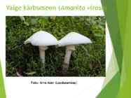 Powerpointi esitlus seentest #20