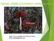 Powerpointi esitlus seentest #22
