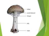 Powerpointi esitlus seentest #5