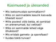Sammaltaimed #20
