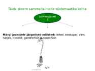 Sammaltaimed #21
