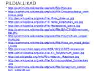 Sammaltaimed #22