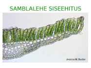 Sammaltaimed #10