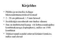 PHORONIDA - PÄRGUSSID #2