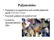 PHORONIDA - PÄRGUSSID #4