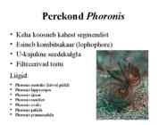 PHORONIDA - PÄRGUSSID #7