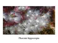 PHORONIDA - PÄRGUSSID #8