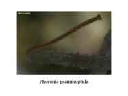 PHORONIDA - PÄRGUSSID #9