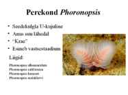 PHORONIDA - PÄRGUSSID #10