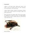 Ökoloogilised koridorid #9