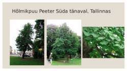 Perm #6