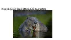 Haab #4