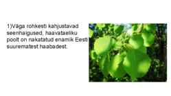 Haab #5