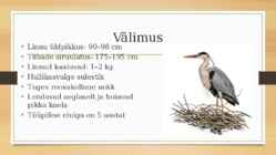 Hallhaigur #2