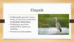 Hallhaigur #3