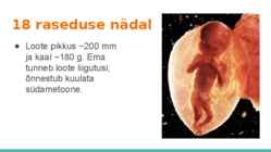 Loote arengu etapid #11