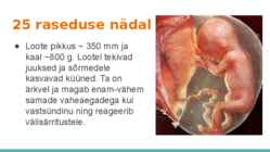 Loote arengu etapid #12