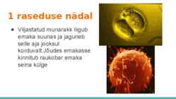 Loote arengu etapid #3