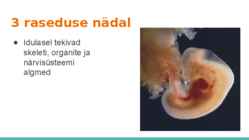 Loote arengu etapid #5