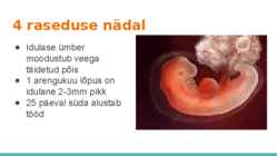 Loote arengu etapid #6