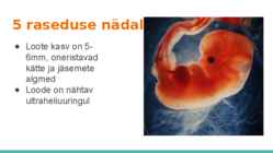 Loote arengu etapid #7