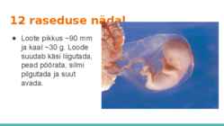 Loote arengu etapid #10