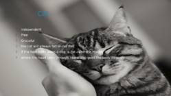 Cats #2