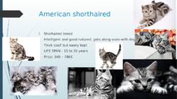 Cats #12
