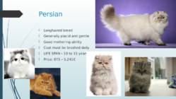 Cats #13