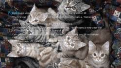 Cats #17