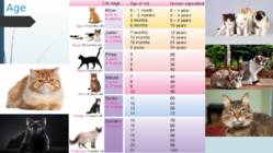 Cats #5