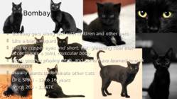 Cats #8