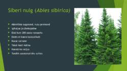 Siberi nulg #2