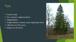 Siberi nulg #5