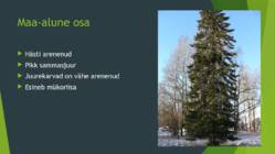 Siberi nulg #6