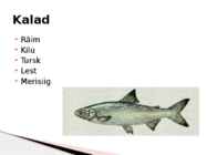 Rannaniit #11