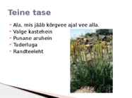 Rannaniit #5