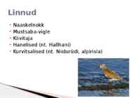 Rannaniit #7