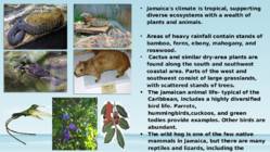 Jamaica Presentation #4