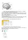 Neuropsühholoogia #17