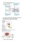 Neuropsühholoogia #3
