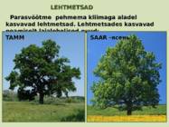 Sega- ja lehtmetsad #12