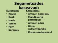 Sega- ja lehtmetsad #16