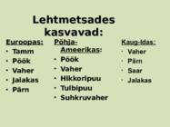 Sega- ja lehtmetsad #17