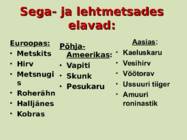 Sega- ja lehtmetsad #19