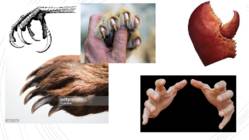 A short overview of veganism #13