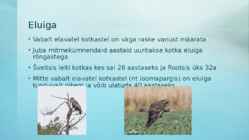 Kaljukotkas #6
