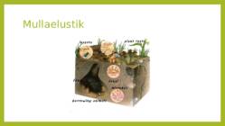 Mullastik #4