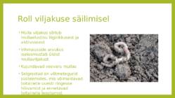 Mullastik #6